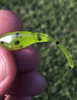 Pintail Minnow 1 7/8" - 25 Pack