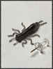 DB Hydra Nymph 1.25” - 18 Pack