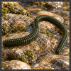 DBX Fat Worm 10" - 5 pack