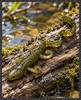 Diesel Dawg soft plastic salamander with curled legs, and a long ribbon tail