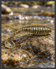 DB Slim Seeker 3-inch soft plastic paddle tail bait swimbait with a ribbed body, curled tail