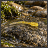 DB Whippersnap 1" Ultra Micro Minnow - Panfish & Ice Fishing - 40 Pack