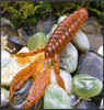 Rufa 4.5 inch soft plastic creature beaver fishing lure - 6 pack 