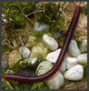 Trick Girth Worm soft plastic fishing worm 7.5-inch 